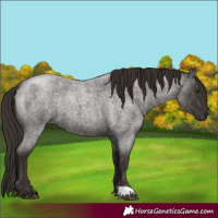 Horse Color:Liver Red Roan 