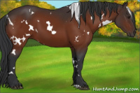 Horse Color:White Spotted Brown 