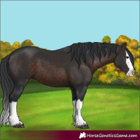 Horse Color:Brown Splash 