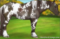 Horse Color:White Spotted Liver Chestnut 