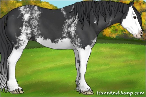Horse Color:White Spotted Black Splash