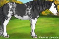 Horse Color:White Spotted Black Splash 
