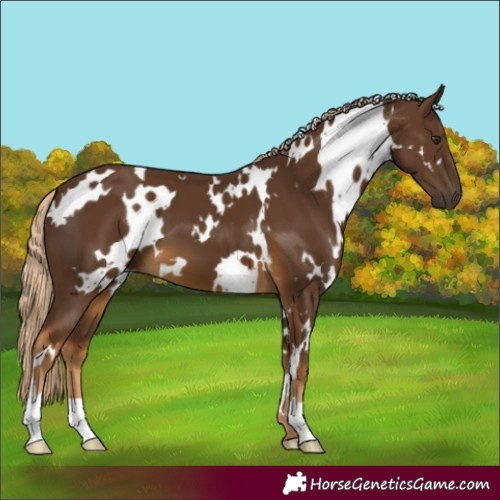 Horse Color:White Spotted Chocolate Palomino 