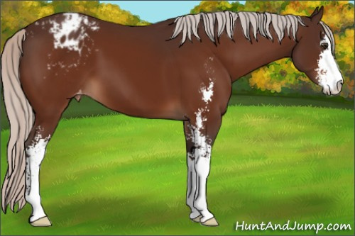 Horse Color:Silver Brown Sabino Varnish 