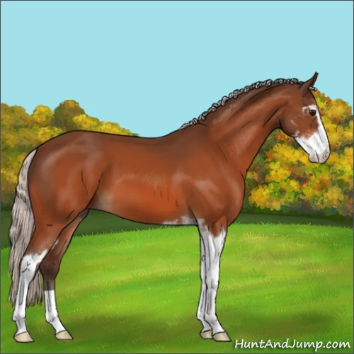 Horse Color:Silver Bay Sabino 
