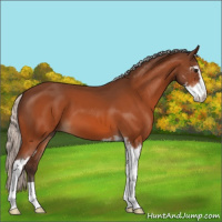 Horse Color:Silver Bay Sabino 