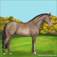 Horse Color:Sable Champagne 
