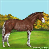 Horse Color:Silver Brown Sabino Rabicano 
