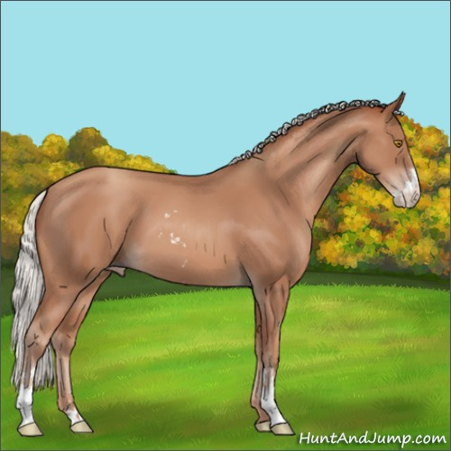 Horse Color:Silver Classic Champagne Sabino 