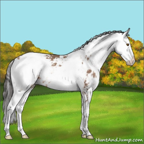 Horse Color:Sable Champagne Sabino 