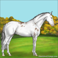 Horse Color:Sable Champagne Sabino