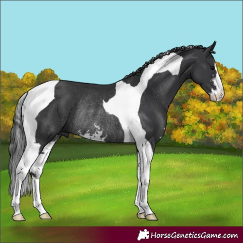 Horse Color:Black Sabino Tobiano Rabicano 