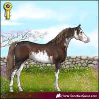 Horse Color:White Spotted Liver Chestnut Rabicano 
