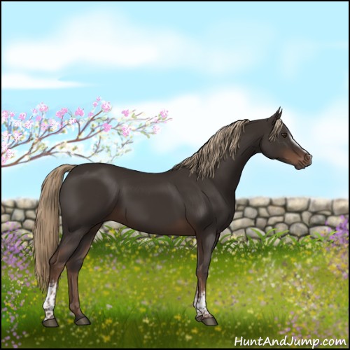 Horse Color:White Spotted Liver Chestnut 