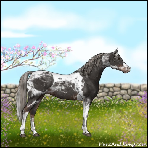 Horse Color:Liver Chestnut Tobiano 