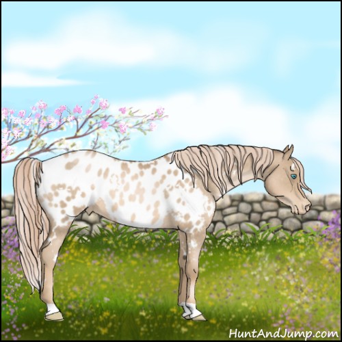 Horse Color:White Spotted Chocolate Palomino Roan Pearl Appaloosa 