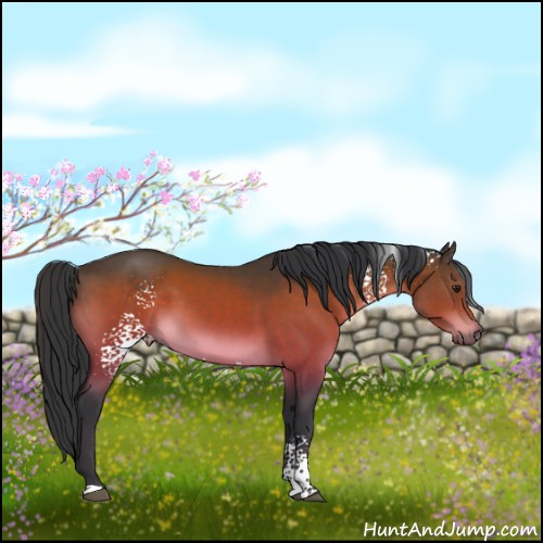 Horse Color:White Spotted Brown 
