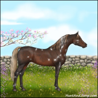 Horse Color:White Spotted Liver Chestnut 