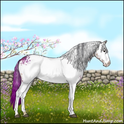 Horse Color:White Spotted Bay Dun Rabicano 
