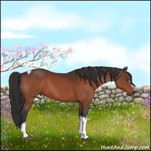 Horse Color:White Spotted Bay Tobiano 