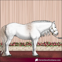 Horse Color:Gray White Spotted Chestnut 
