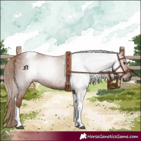 Horse Color:Gray Chestnut Tobiano