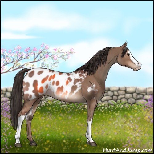 Horse Color:White Spotted Liver Red Dun Appaloosa 