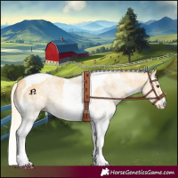Horse Color:White Spotted Palomino Tobiano