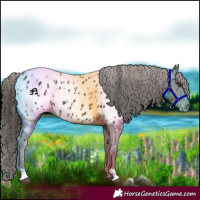 Horse Color:Liver Chestnut Appaloosa 