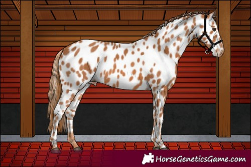 Horse Color:Chestnut Appaloosa 