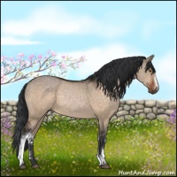 Horse Color:White Spotted Brown Dun Rabicano 