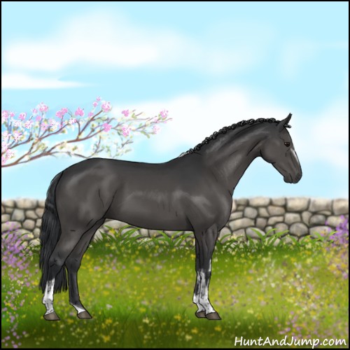 Horse Color:White Spotted Black Tobiano Rabicano 