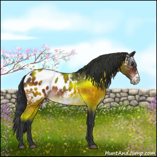 Horse Color:White Spotted Brown Appaloosa 