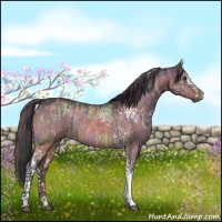 Horse Color:Nacre White Spotted Liver Red Dun  and White Spotted Brown Dun 