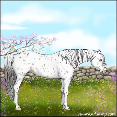 Horse Color:White Spotted Liver Red Dun Appaloosa 