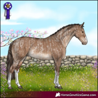 Horse Color:White Spotted Liver Red Dun Appaloosa Rabicano and White Spotted Liver Red Dun Rabicano