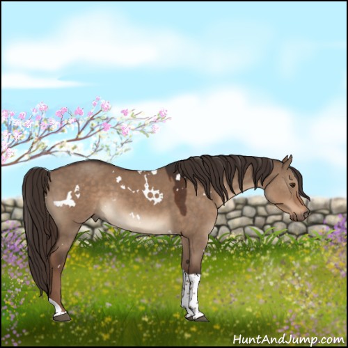 Horse Color:White Spotted Liver Red Dun Tobiano 