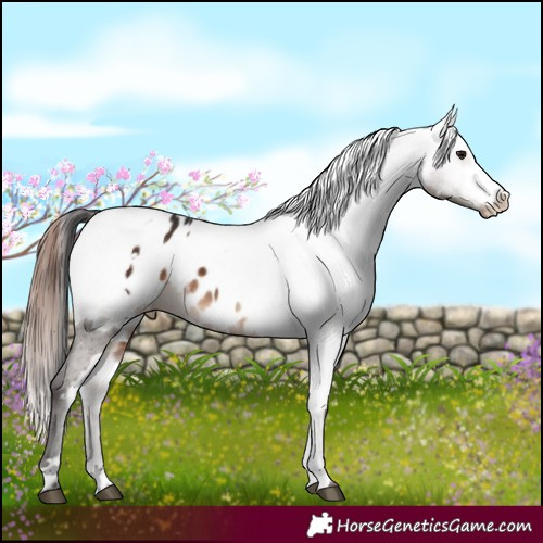 Horse Color:White Spotted Brown Blanket  and White Spotted Bay Dun Varnish 