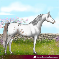 Horse Color:White Spotted Brown Appaloosa  and White Spotted Bay Dun Appaloosa 
