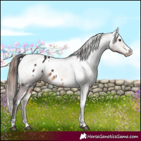 Horse Color:White Spotted Brown Appaloosa  and White Spotted Bay Dun Appaloosa 