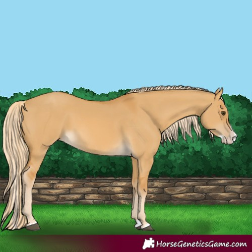 Horse Color:Palomino Dun Splash 