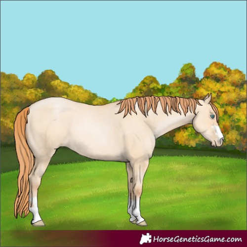 Horse Color:Classic Champagne Pearl Dun Rabicano 