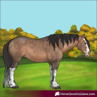 Horse Color:Brown Dun and Brown Dun Splash