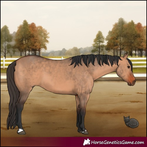 Horse Color:Bay Dun  and Bay Dun 