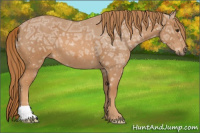 Horse Color:Chestnut Ice