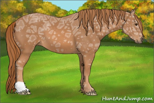Horse Color:Chestnut Ice