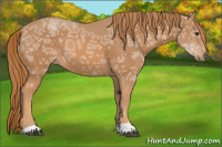 Horse Color:Chestnut Ice