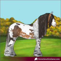 Horse Color:Buckskin Splash Tobiano 