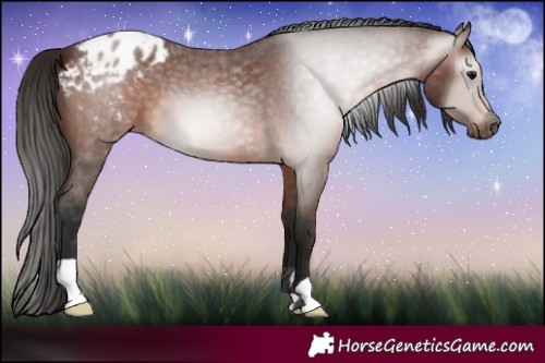 Horse Color:Gray Bay Roan Appaloosa 
