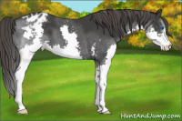 Horse Color:Black Splash Appaloosa 